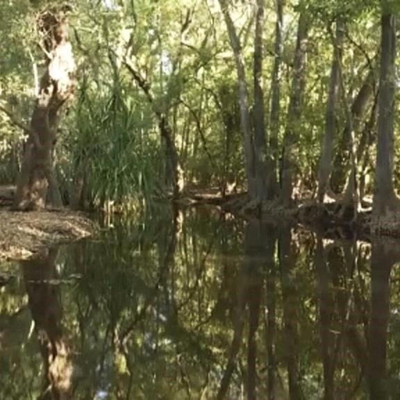 Crocodiles cannot outnumber people in Australian territory where girl was killed, leader says